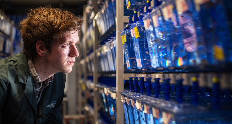 A researcher looking at rows of fish tanks
