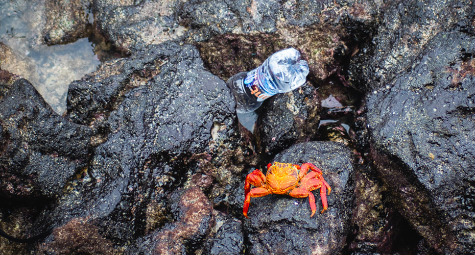 An orange crab beside a plastic bottle on some rocks