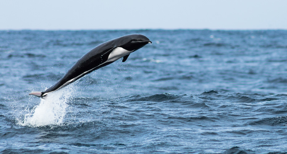 A Northern Wright Whale Dolphin leaping out of the ocean