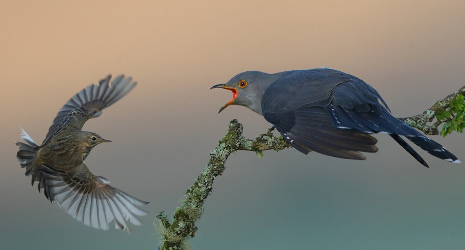 Two cuckoos landing on a branch