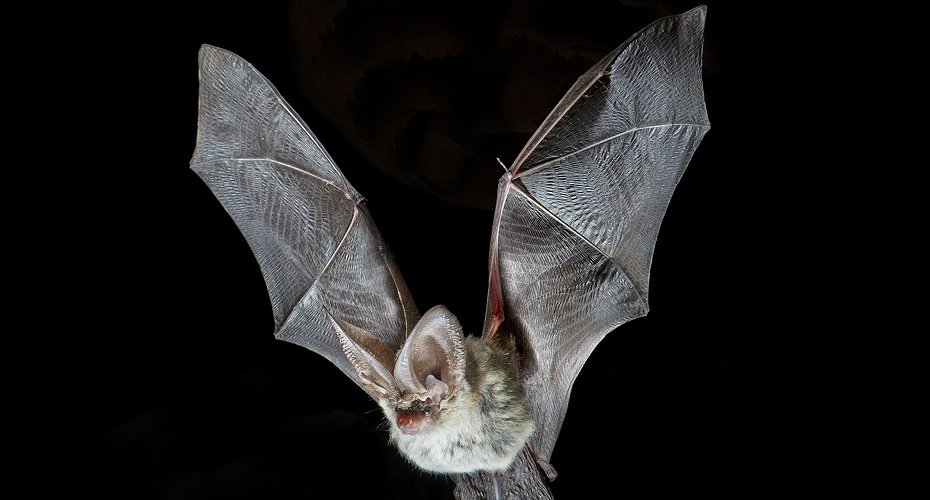 Plecotus Austriacus grey long-eared bat