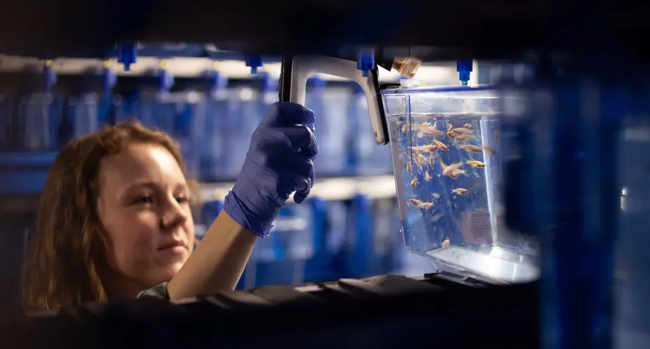 A student wearing gloves, measuring fish in the Aquatic Resources Centre