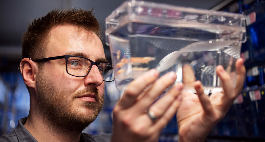 A researcher holding up a tank of zebrafish to inspect