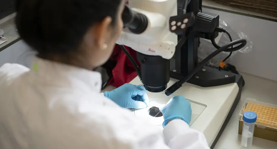 Seen from behind, a researcher looking at a slide of cells under a microscope