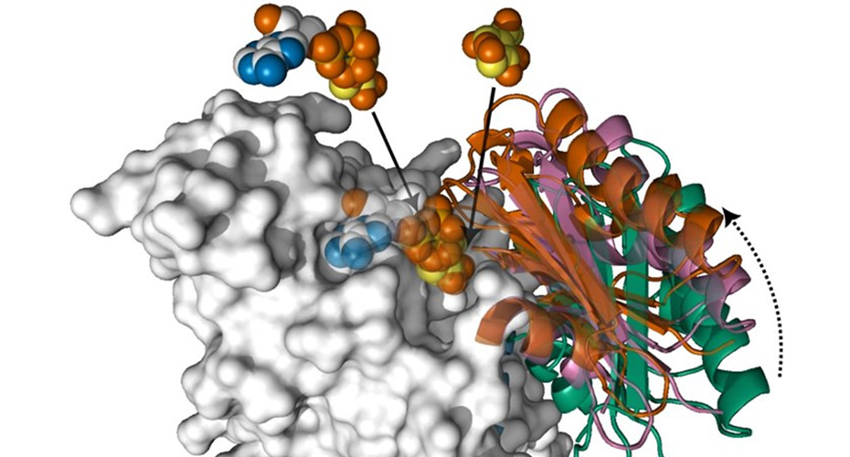 NagK shows coordinated conformational changes after substrate binding