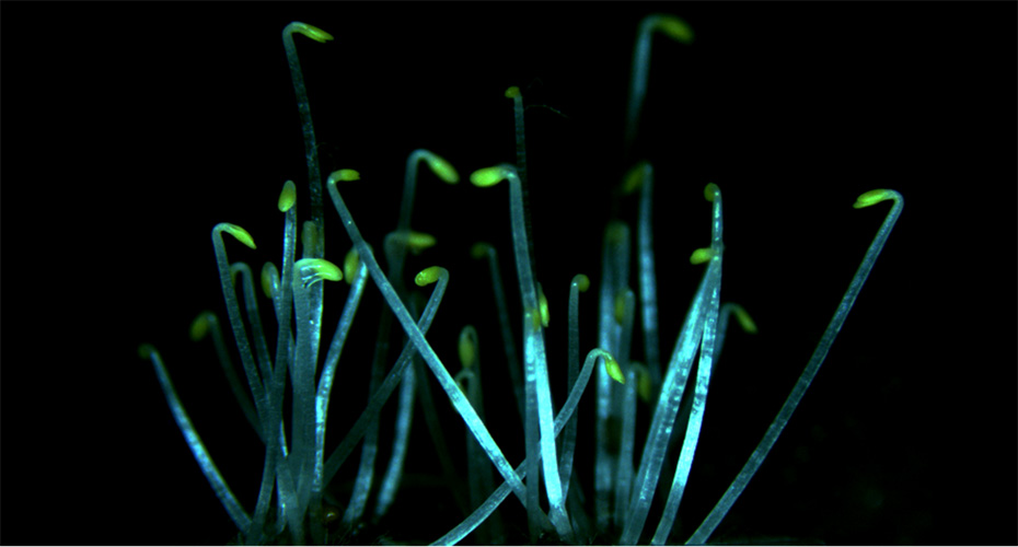 Arabidopsis seedlings showing germinated in darkness showing etiolation response