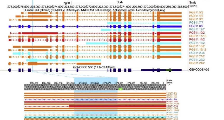 An example of genomics gencode