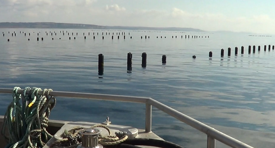 Lyme Bay Mussel Farm