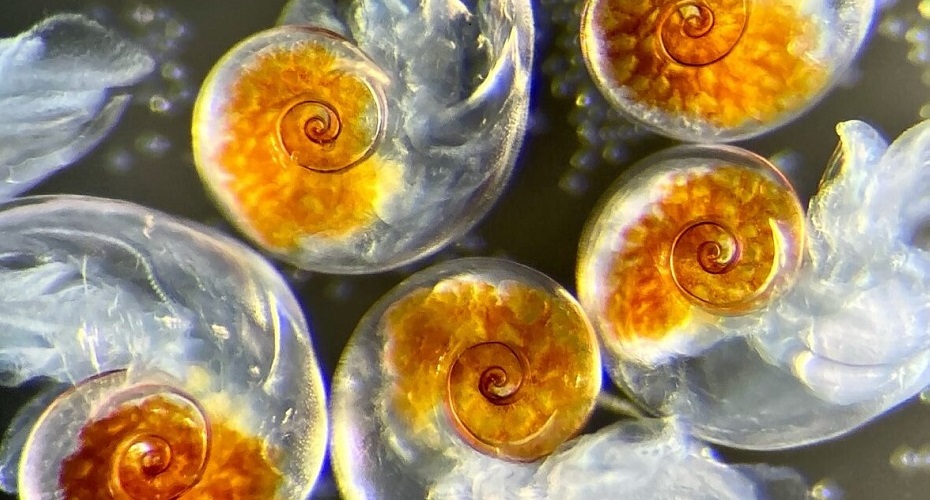 Ocean snails