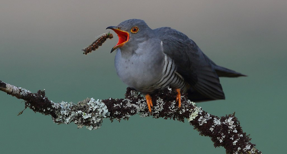 A cuckoo about to catch a bug in its beak