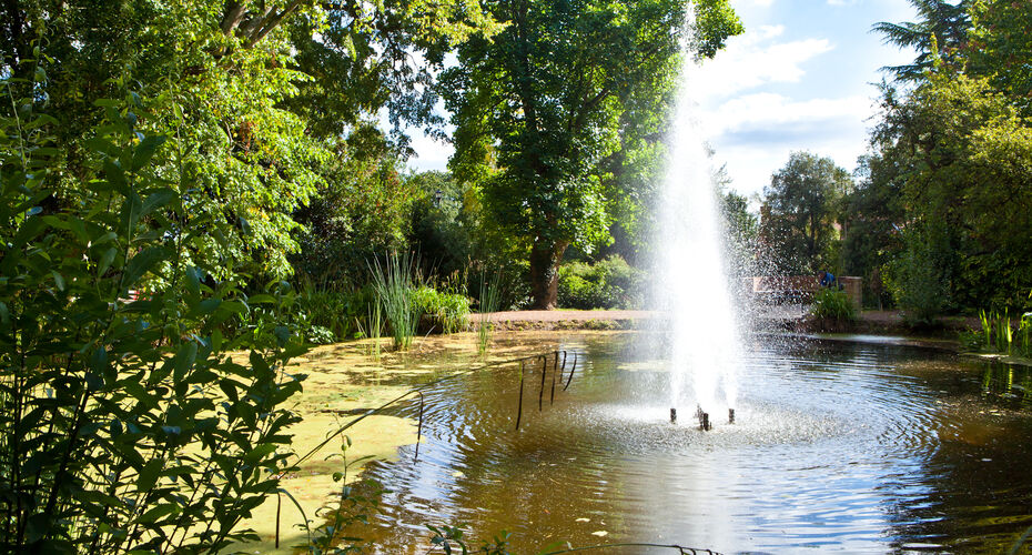 Reed pond with fountain and algae
