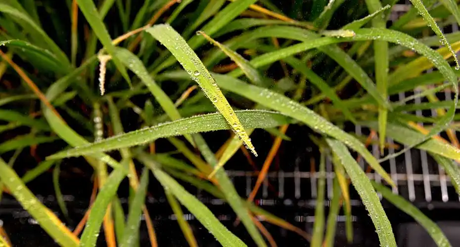 Droplets on rice leaves