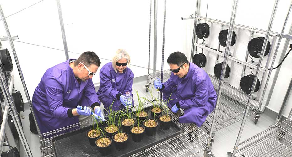 Three scientists in GMS with rice plants