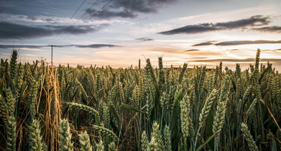Wheat set against a purple pink sunset sky.